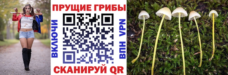 Купить  Новосокольники  Псилоцибиновые грибы Cubensis 